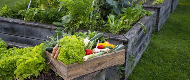 🌱 Foodscaping: Spojenie krásy a úžitku vo vašej záhrade