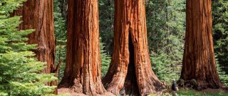 Sekvoja (Sequoiadendron giganteum) na Slovensku: majestátny strom v domácej záhrade