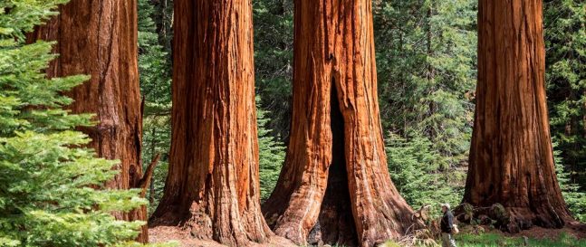 Sekvoja (Sequoiadendron giganteum) na Slovensku: majestátny strom v domácej záhrade