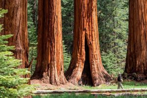 Sekvoja (Sequoiadendron giganteum) na Slovensku: majestátny strom v domácej záhrade