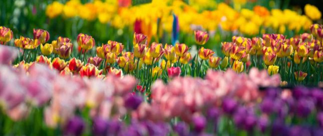 Jarné kvety do záhrady: Ktoré druhy vysadiť a ako sa o ne starať?