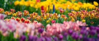 Jarné kvety do záhrady: Ktoré druhy vysadiť a ako sa o ne starať?