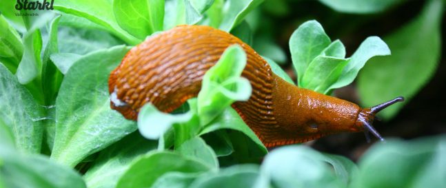 Ako sa zbavit zahradnych skodcov bez chemie: prirodne metody ochran