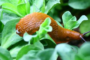 Ako sa zbavit zahradnych skodcov bez chemie: prirodne metody ochran Ako sa zbavit zahradnych skodcov bez chemie: prirodne metody ochran